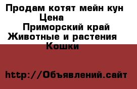 Продам котят мейн кун  › Цена ­ 5 000 - Приморский край Животные и растения » Кошки   